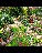 Delutri Landscaping